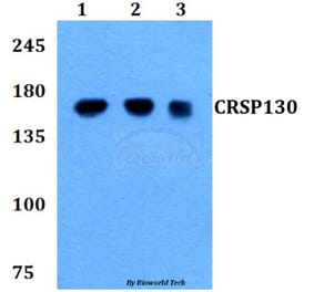 Anti-CRSP130 (F26) Antibody from Bioworld Technology (BS9128) - Antibodies.com