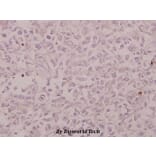 Anti-CRSP130 (F26) Antibody from Bioworld Technology (BS9128) - Antibodies.com
