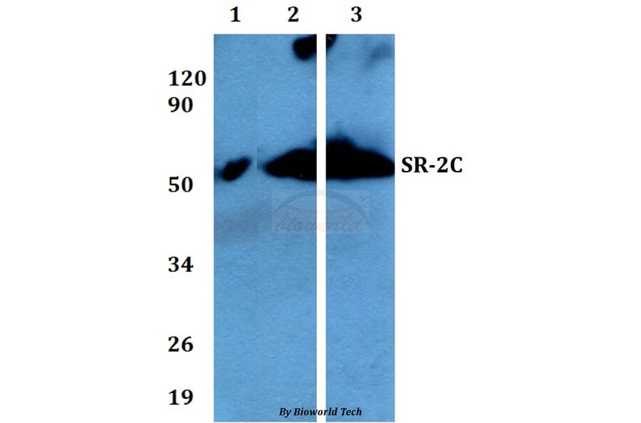 Anti-SR-2C (P190) Antibody from Bioworld Technology (BS9129) - Antibodies.com