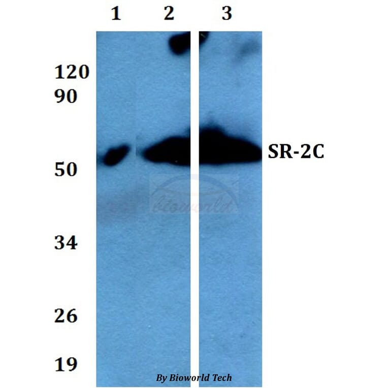 Anti-SR-2C (P190) Antibody from Bioworld Technology (BS9129) - Antibodies.com