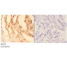 Anti-COL19A1 (Y442) Antibody from Bioworld Technology (BS9133) - Antibodies.com