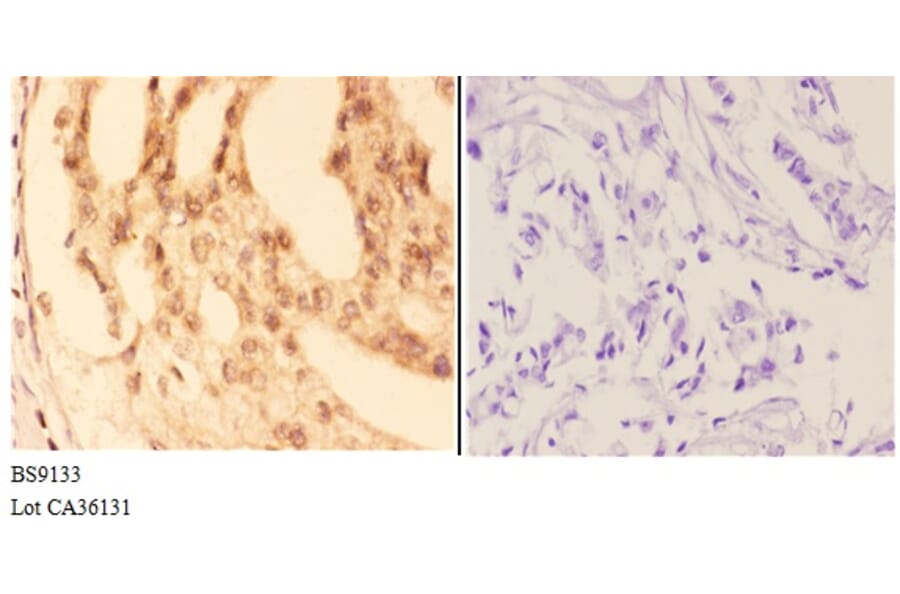 Anti-COL19A1 (Y442) Antibody from Bioworld Technology (BS9133) - Antibodies.com
