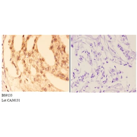 Anti-COL19A1 (Y442) Antibody from Bioworld Technology (BS9133) - Antibodies.com