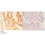 Anti-COL19A1 (Y442) Antibody from Bioworld Technology (BS9133) - Antibodies.com