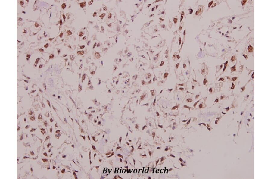 Anti-p57 (D38) Antibody from Bioworld Technology (BS9134) - Antibodies.com