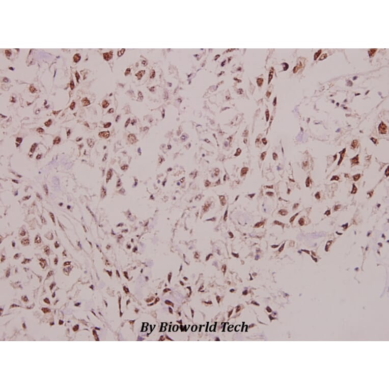 Anti-p57 (D38) Antibody from Bioworld Technology (BS9134) - Antibodies.com