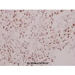 Anti-p57 (D38) Antibody from Bioworld Technology (BS9134) - Antibodies.com