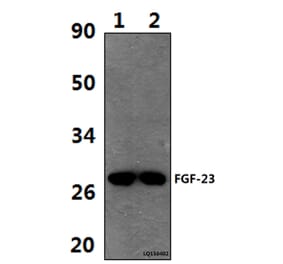 Anti-FGF-23 (A181) Antibody from Bioworld Technology (BS9136) - Antibodies.com