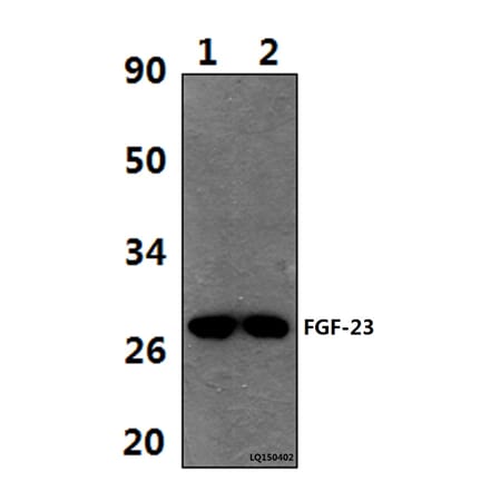 Anti-FGF-23 (A181) Antibody from Bioworld Technology (BS9136) - Antibodies.com