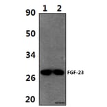 Anti-FGF-23 (A181) Antibody from Bioworld Technology (BS9136) - Antibodies.com