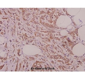 Anti-eRF3a (D128) Antibody from Bioworld Technology (BS9137) - Antibodies.com