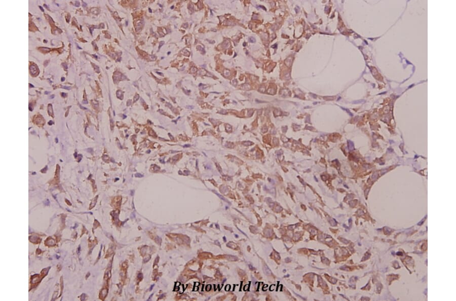 Anti-eRF3a (D128) Antibody from Bioworld Technology (BS9137) - Antibodies.com
