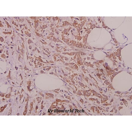 Anti-eRF3a (D128) Antibody from Bioworld Technology (BS9137) - Antibodies.com