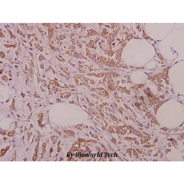 Anti-eRF3a (D128) Antibody from Bioworld Technology (BS9137) - Antibodies.com