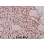 Anti-eRF3a (D128) Antibody from Bioworld Technology (BS9137) - Antibodies.com
