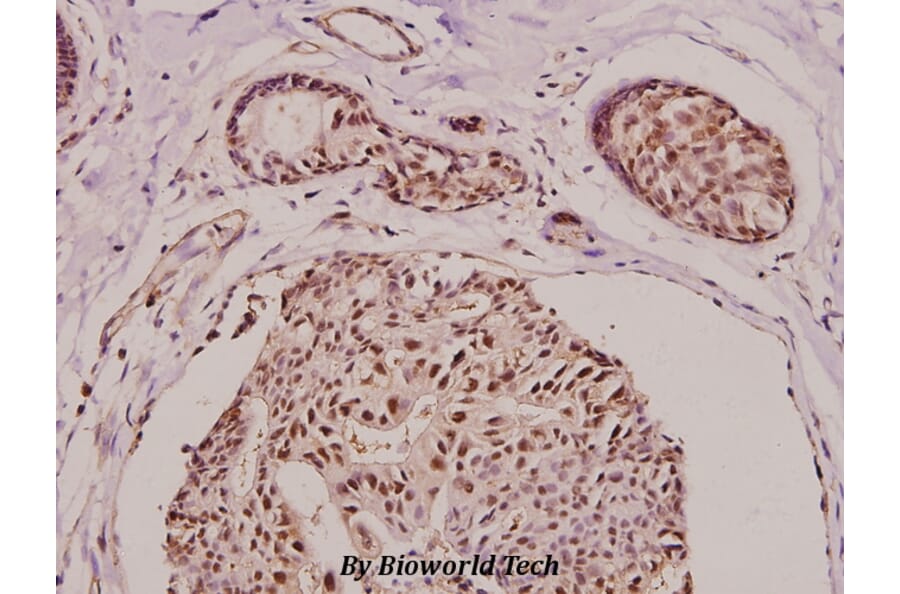 Anti-Laminin α-5 (N2402) Antibody from Bioworld Technology (BS9138) - Antibodies.com