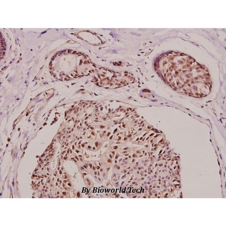 Anti-Laminin α-5 (N2402) Antibody from Bioworld Technology (BS9138) - Antibodies.com