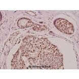 Anti-Laminin α-5 (N2402) Antibody from Bioworld Technology (BS9138) - Antibodies.com