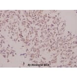 Anti-Laminin γ-3 (T1385) Antibody from Bioworld Technology (BS9139) - Antibodies.com