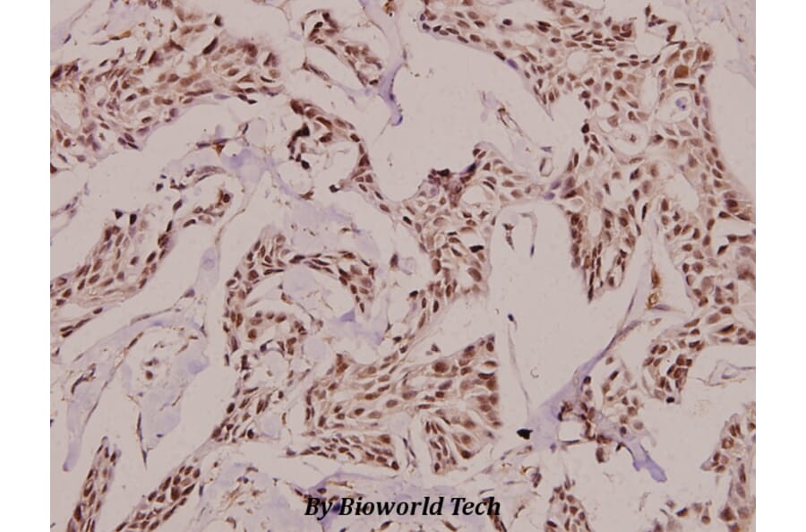 Anti-GADD 45γ (S123) Antibody from Bioworld Technology (BS9140) - Antibodies.com