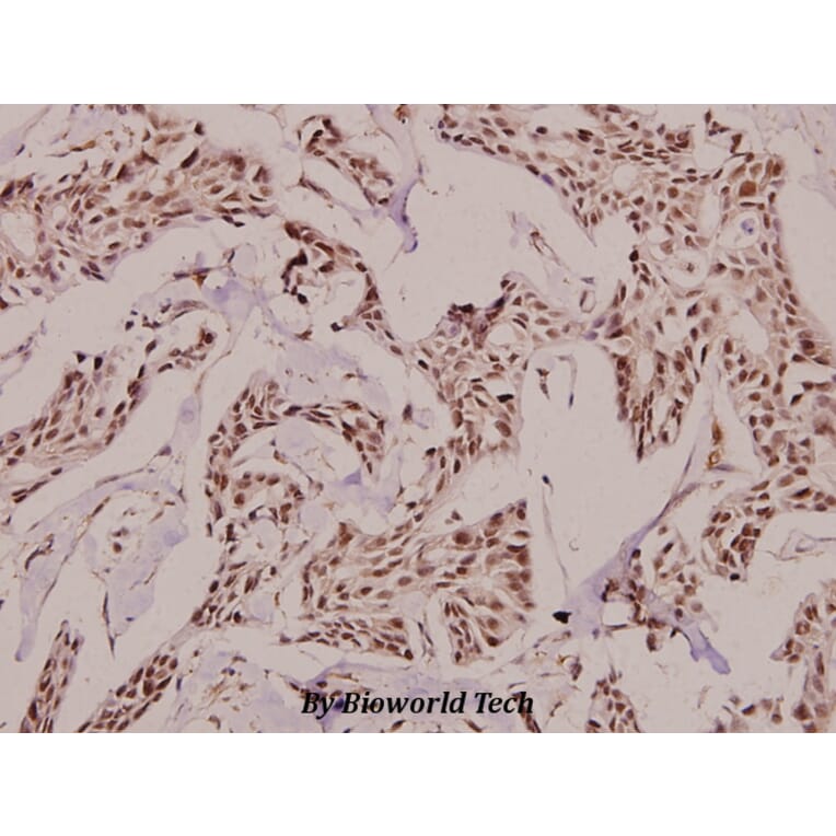 Anti-GADD 45γ (S123) Antibody from Bioworld Technology (BS9140) - Antibodies.com