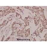 Anti-GADD 45γ (S123) Antibody from Bioworld Technology (BS9140) - Antibodies.com