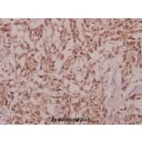Anti-DDX19B (V38) Antibody from Bioworld Technology (BS9143) - Antibodies.com