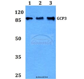 Anti-GCP3 (D238) Antibody from Bioworld Technology (BS9149) - Antibodies.com