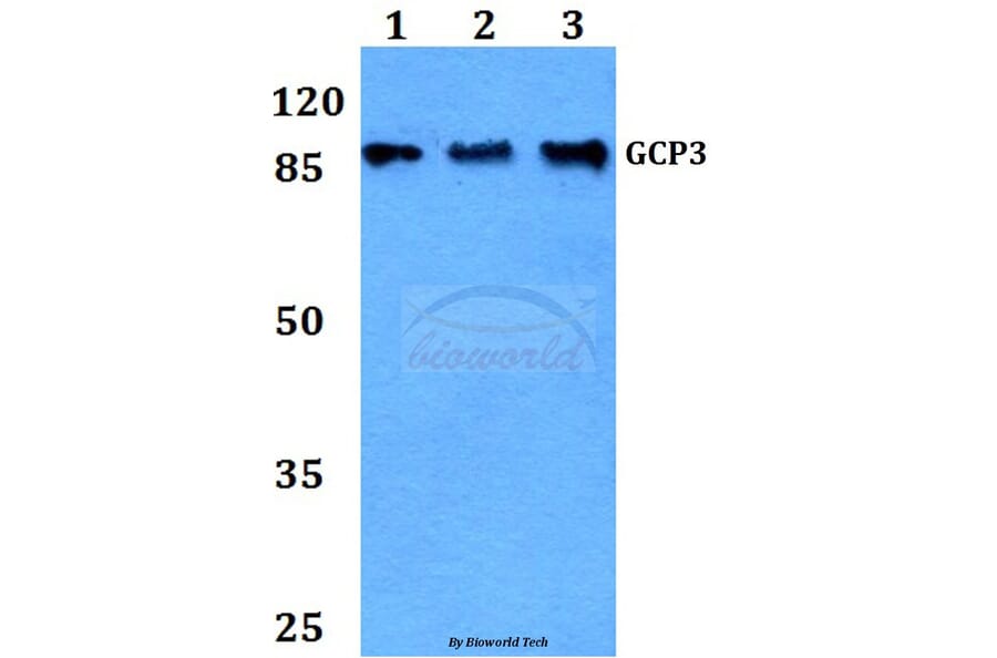 Anti-GCP3 (D238) Antibody from Bioworld Technology (BS9149) - Antibodies.com