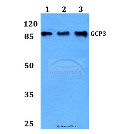Anti-GCP3 (D238) Antibody from Bioworld Technology (BS9149) - Antibodies.com