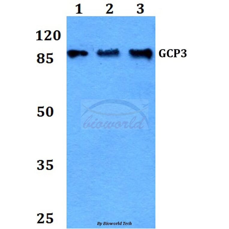 Anti-GCP3 (D238) Antibody from Bioworld Technology (BS9149) - Antibodies.com
