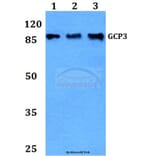 Anti-GCP3 (D238) Antibody from Bioworld Technology (BS9149) - Antibodies.com