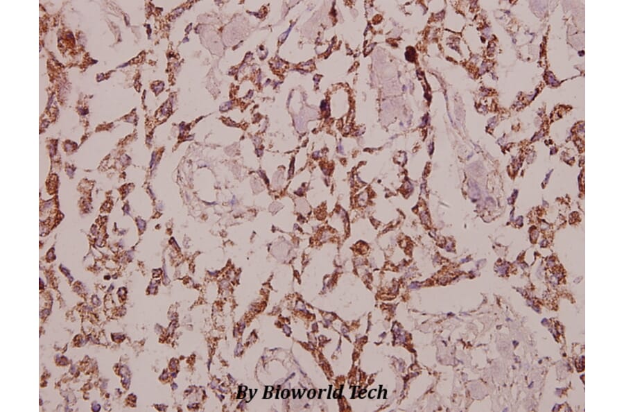 Anti-GCP3 (D238) Antibody from Bioworld Technology (BS9149) - Antibodies.com