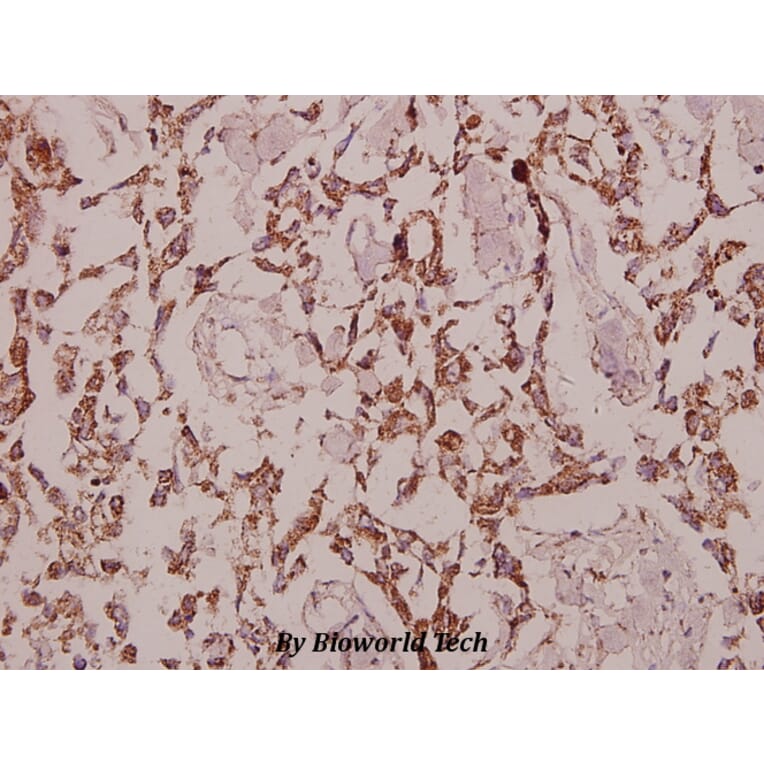Anti-GCP3 (D238) Antibody from Bioworld Technology (BS9149) - Antibodies.com