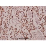 Anti-GCP3 (D238) Antibody from Bioworld Technology (BS9149) - Antibodies.com