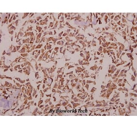 Anti-KIR2.1 (C122) Antibody from Bioworld Technology (BS9150) - Antibodies.com
