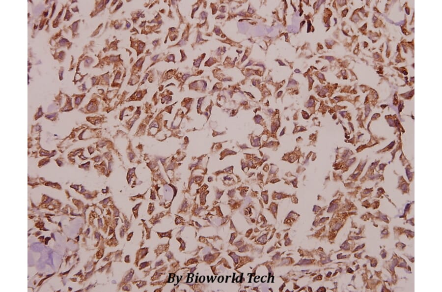 Anti-KIR2.1 (C122) Antibody from Bioworld Technology (BS9150) - Antibodies.com