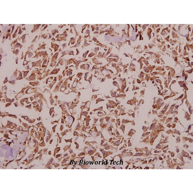Anti-KIR2.1 (C122) Antibody from Bioworld Technology (BS9150) - Antibodies.com