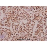 Anti-KIR2.1 (C122) Antibody from Bioworld Technology (BS9150) - Antibodies.com