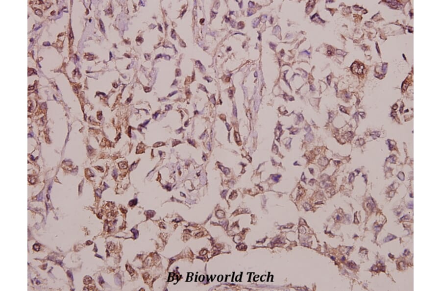 Anti-EGFL4 (R1274) Antibody from Bioworld Technology (BS9151) - Antibodies.com