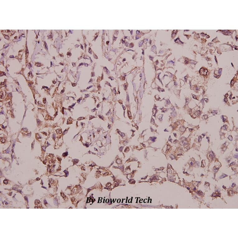 Anti-EGFL4 (R1274) Antibody from Bioworld Technology (BS9151) - Antibodies.com
