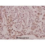 Anti-EGFL4 (R1274) Antibody from Bioworld Technology (BS9151) - Antibodies.com