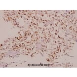 Anti-NDUFS5 (E89) Antibody from Bioworld Technology (BS9154) - Antibodies.com