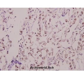 Anti-Kv4.1 (N588) Antibody from Bioworld Technology (BS9157) - Antibodies.com