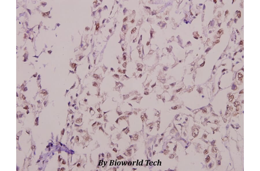 Anti-Kv4.1 (N588) Antibody from Bioworld Technology (BS9157) - Antibodies.com