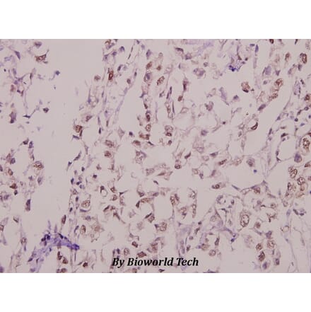 Anti-Kv4.1 (N588) Antibody from Bioworld Technology (BS9157) - Antibodies.com