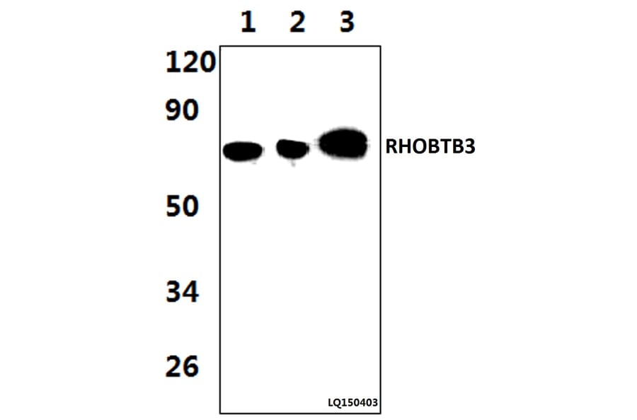 Anti-RHOBTB3 (L365) Antibody from Bioworld Technology (BS9159) - Antibodies.com