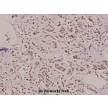 Anti-Lad (I249) Antibody from Bioworld Technology (BS9161) - Antibodies.com