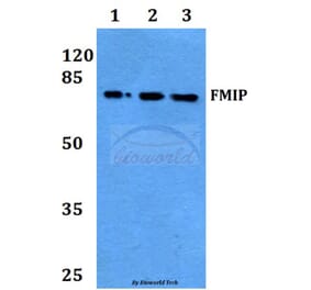 Anti-FMIP (E602) Antibody from Bioworld Technology (BS9167) - Antibodies.com