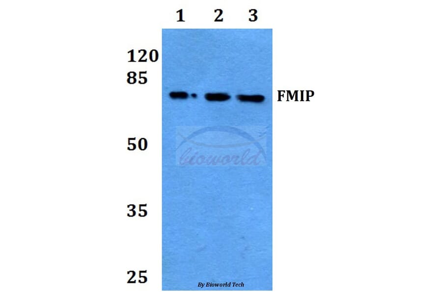 Anti-FMIP (E602) Antibody from Bioworld Technology (BS9167) - Antibodies.com